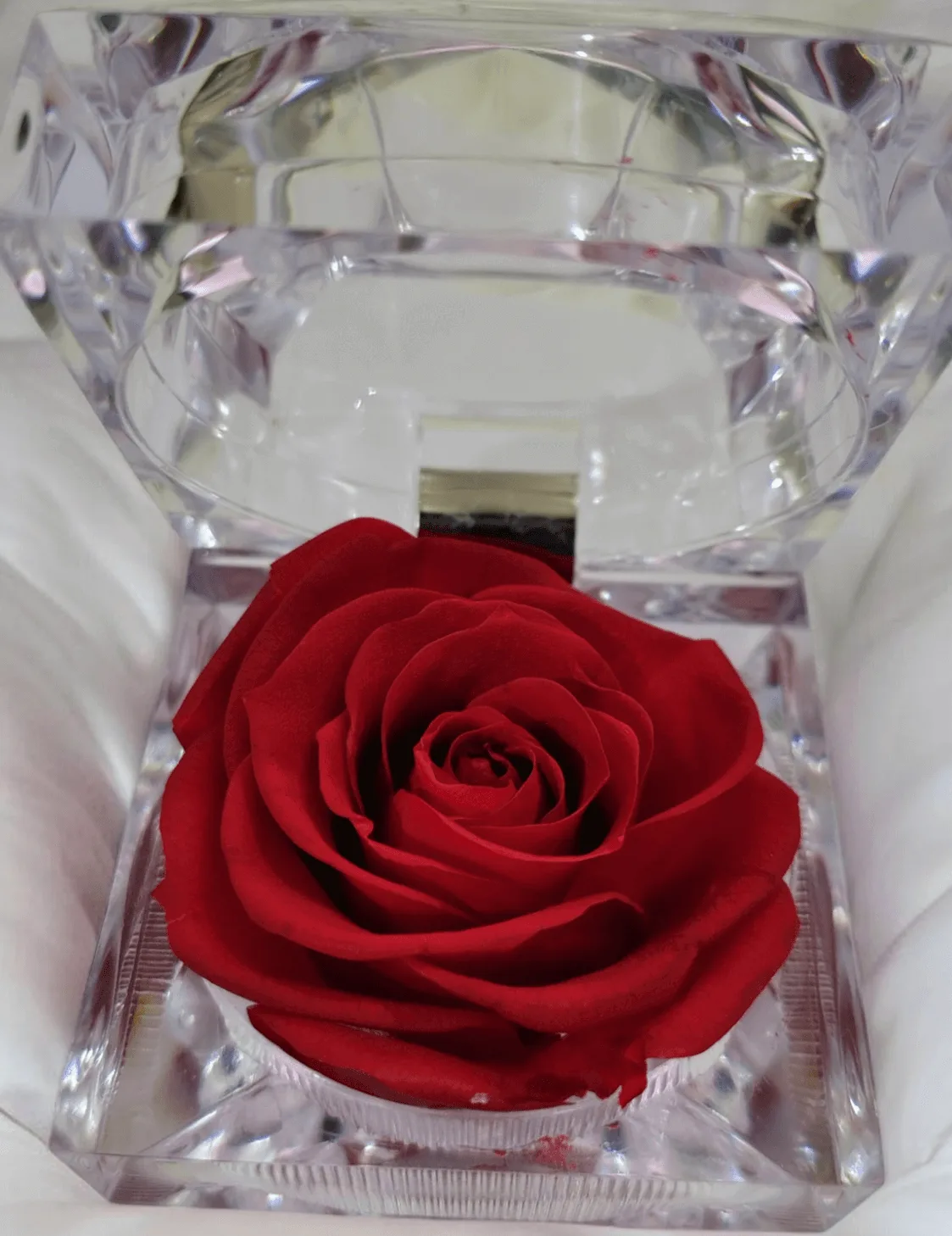 Preserved Rose [ Red ] - Image 2